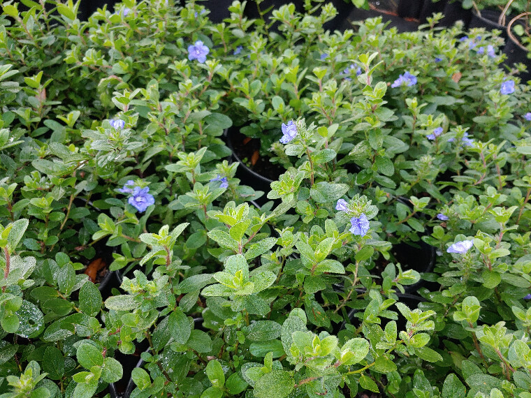 Blue Daze for Ocala, Florida landscaping