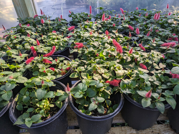 Dwarf Chenille for Ocala, Florida landscaping